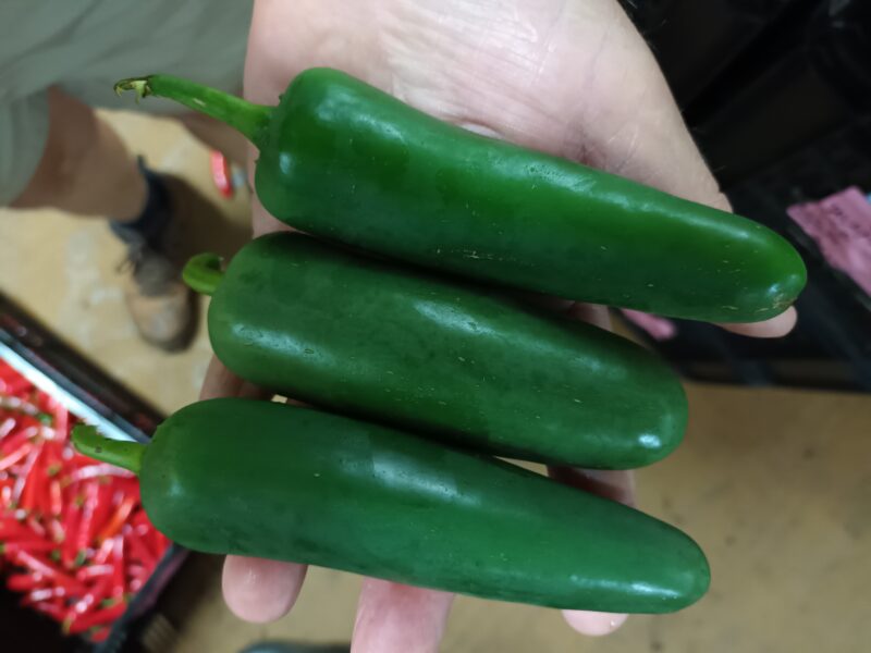 Just an Old Man Growing Vegetables